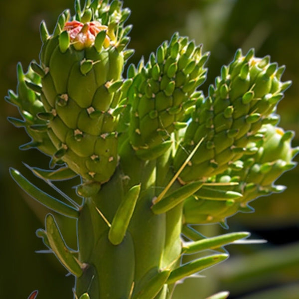 YSL Libre自由之水香氛精油身體油150ml 自由不羈香氛精油❤️髮香噴霧 x 香水 x 香氛精油 全日擁抱自由不羈迷人香氣 打造香氛保養極致體驗 多重用途