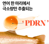 BRTC 鮭魚豐盈抗皺眼霜 50ml Salmon Fillex Volume Eye Cream #New #PDRN